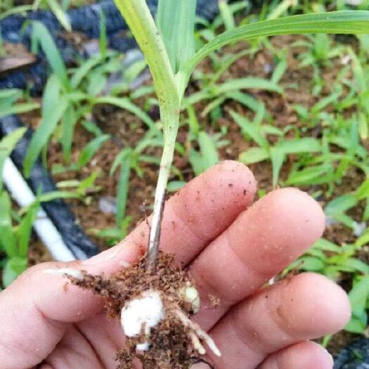 成都紫花白芨苗  白芨苗