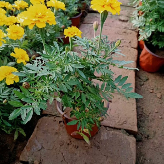 青州市 孔雀草各种规格  各种花色。基地大量出售。