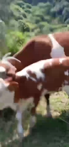 泰和县西门塔尔牛 放养仔母对牛