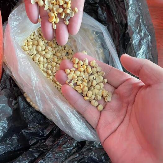 青岛 美国转基因大豆货量充足