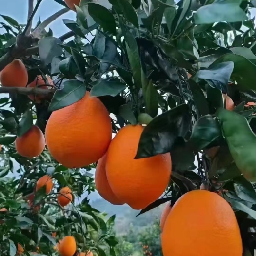 奉节奉节脐橙  自家果园，不打任何防腐剂！最大个精选邮费自认