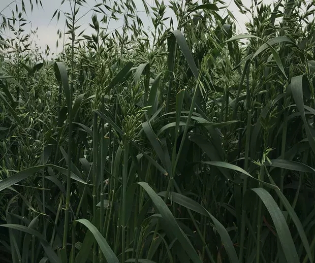 燕麦种子边锋燕麦牧草种子产量饲料高营养 热卖春秋季种植