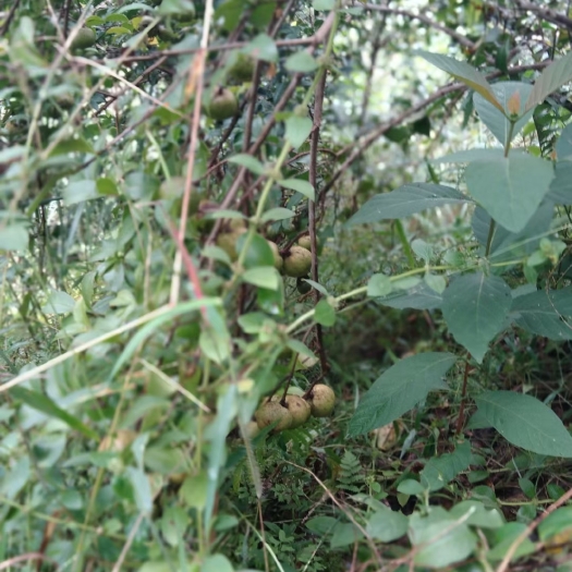岑溪市山茶油 压榨法