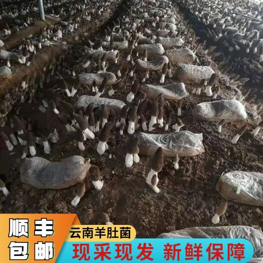  羊肚菌鲜货基地直发顺丰包邮