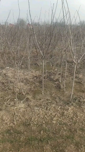 辛集市大金星山楂树苗 2公分山楂苗移栽，定植定杆，精品苗