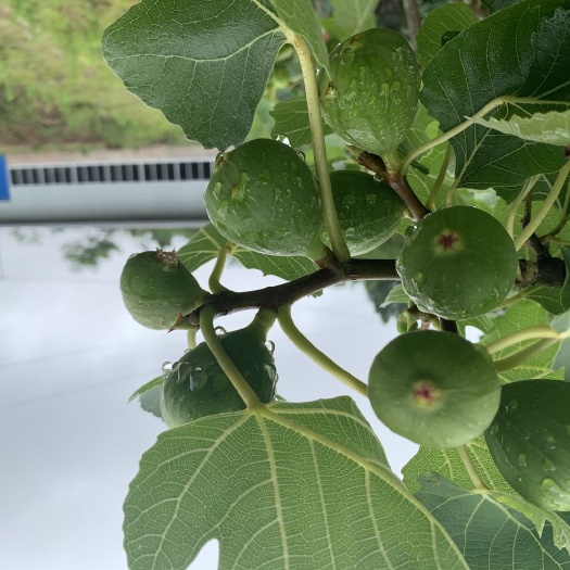 忠县 无花果园转租，本基地交通便利，配套设施齐全，欢迎来现场考察。