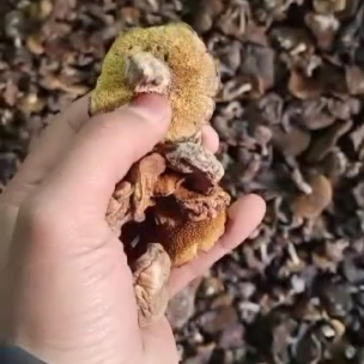 喀左县松蘑 后期秋板 最后期的 肉厚