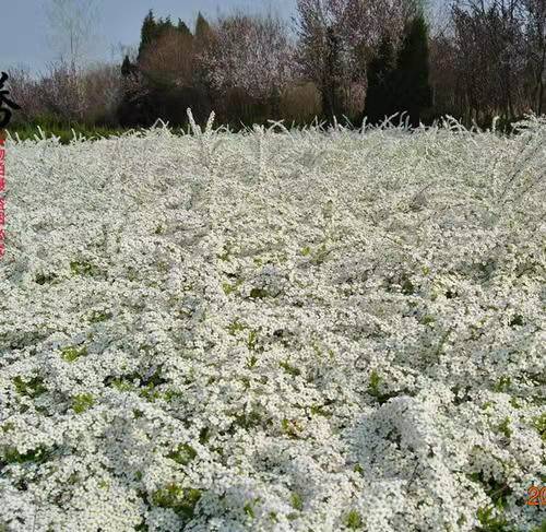 开原市雪柳&珍珠绣线菊&喷雪花&干枝梅& 辽宁珍珠绣线菊&