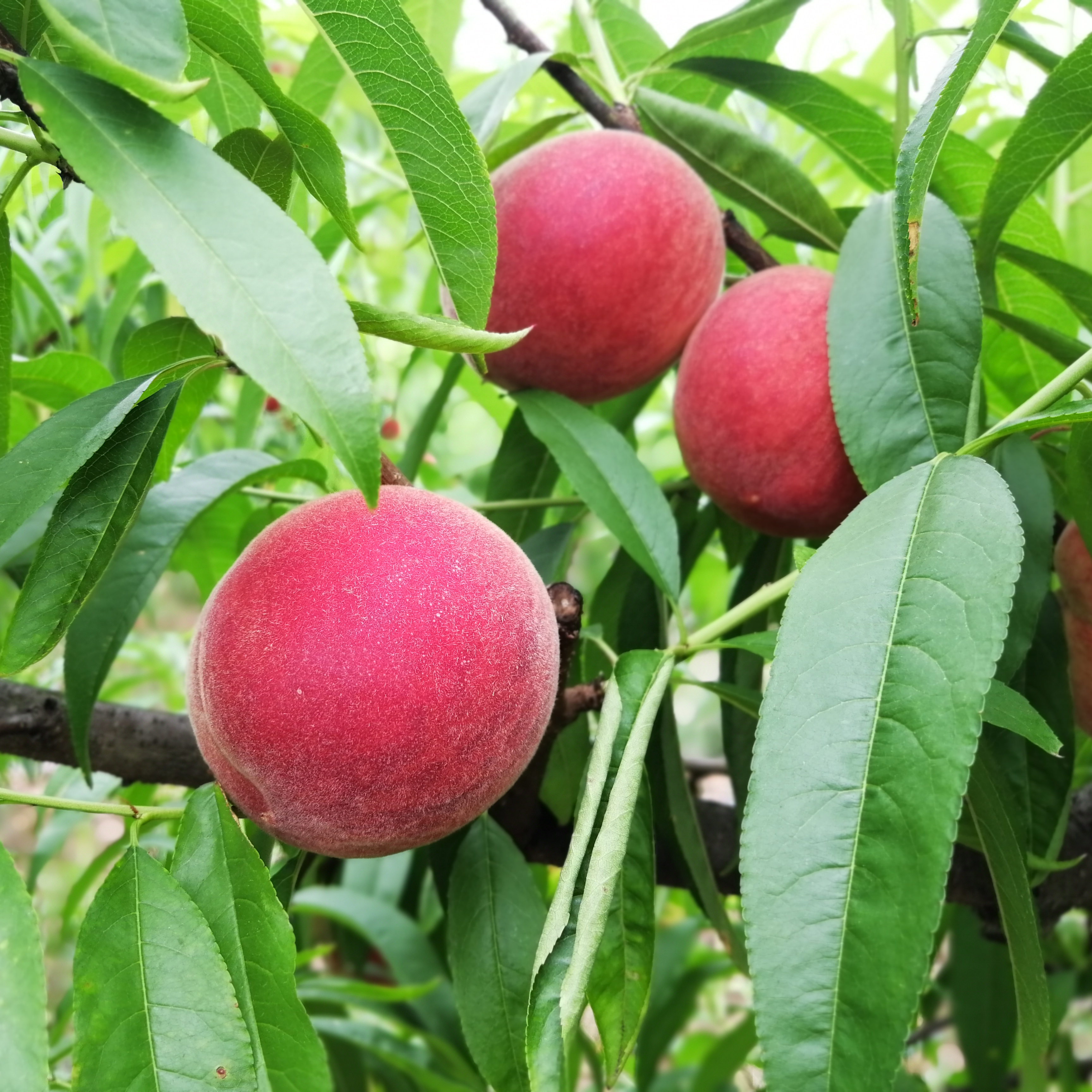 龙泉水蜜桃 春雪春蜜水蜜桃 成熟以后可以撕皮 桃子
