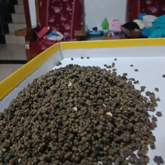 富川县吴茱萸 茣朱萸