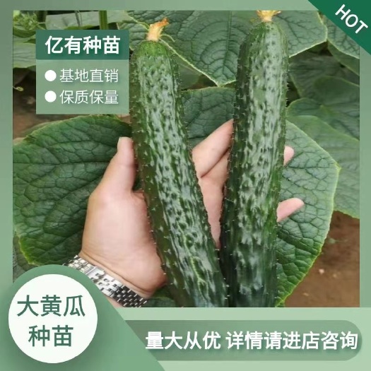 寿光市嫁接黄瓜种苗   寿光大黄瓜苗 油亮绿瓤全雌强雌黄瓜苗