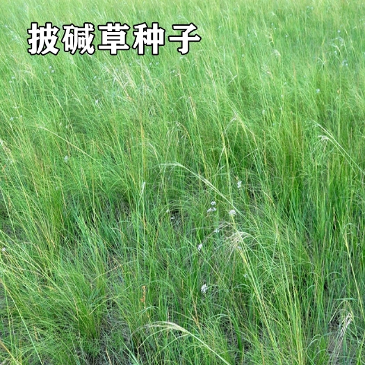 披碱草种子耐寒耐旱耐盐碱草种子多年生护坡固土四季抗风沙牧草