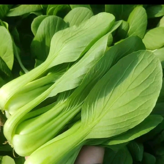 郸城县上海青 小青菜