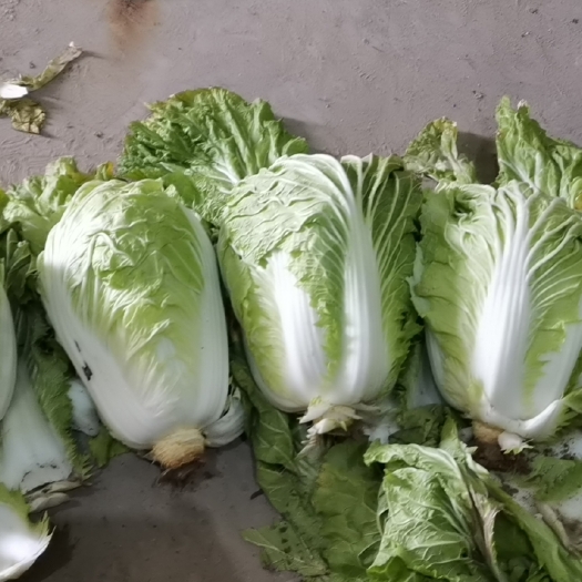 杞县 大白菜