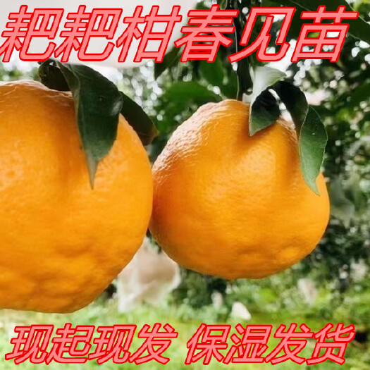 简阳市柑桔苗，耙耙柑苗，春见苗，苗子清秀无病害，长势好。