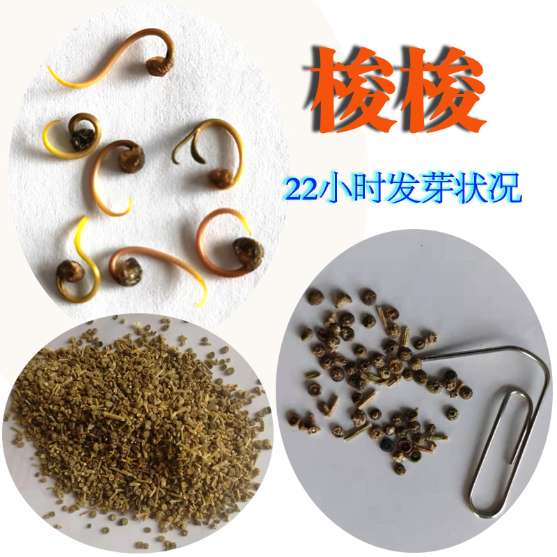 隆德县梭梭种子 梭梭树种子，防沙耐寒耐旱