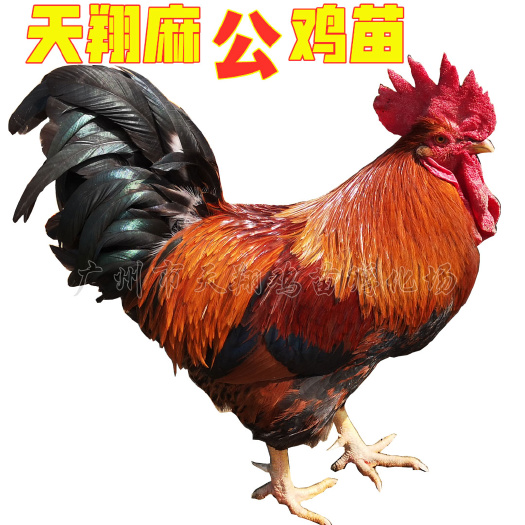 广州土鸡苗  （厂家热销）天翔麻鸡苗中速麻鸡红玉鸡苗清远麻二号红
