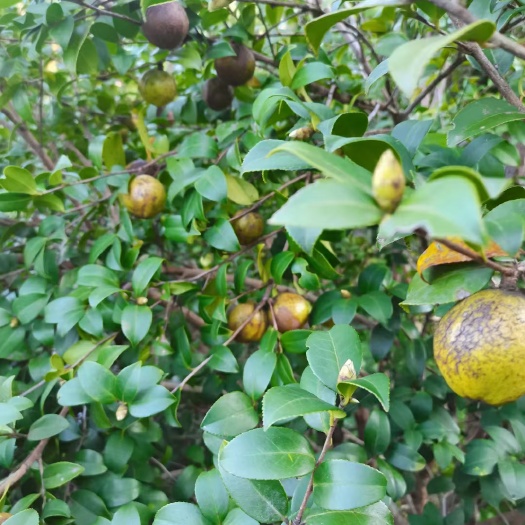 岑溪市山茶油 广西自家纯正茶油