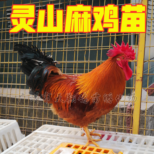 广州土鸡苗   灵山土鸡灵山麻土一 土二  土三鸡苗红毛公鸡散养土鸡鸡苗批
