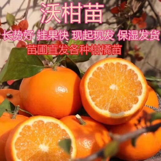 简阳市沃柑苗，无病害，挂果快。