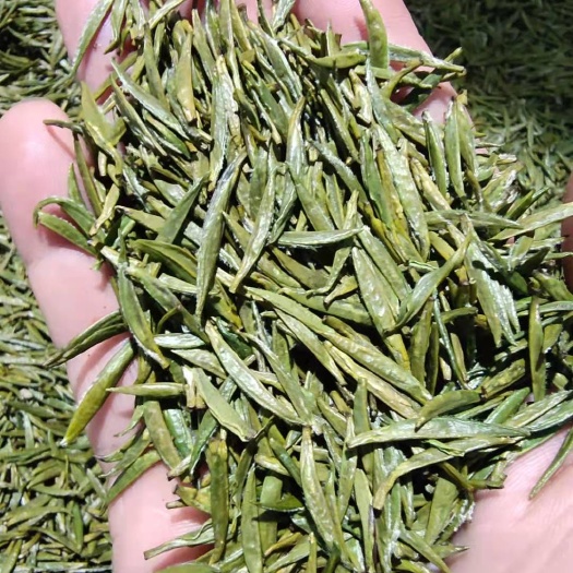 六盘水毛尖茶 精装独芽（500g）精选明前第一波越冬芽，茶粒上下沉