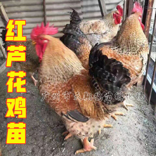 广州芦花鸡苗 温氏品种中速红芦花，黑白芦花，金芦花，