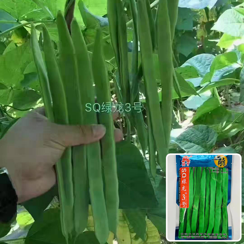 沭阳县扁豆种子绿龙3号早熟荚长25-33cm大田用种宽扁厚肉无筋