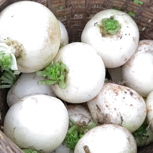 中江县儿菜 基地蔬菜
