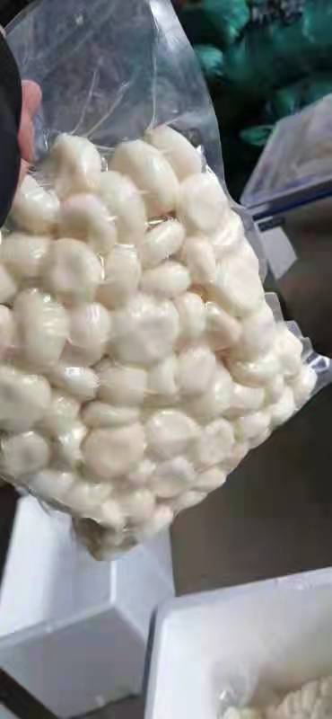 毛马蹄  广西桂林市荔浦市削皮白马蹄，纯手工加工，欢迎选购。