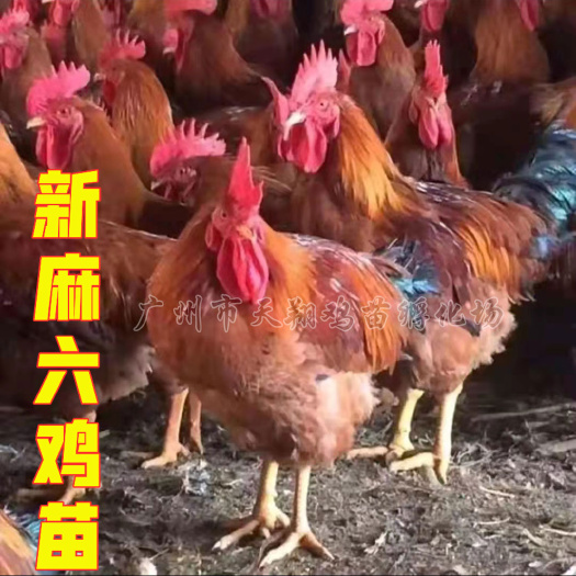 广州土鸡苗 广州温氏品种天露麻五新麻六 包打疫苗，