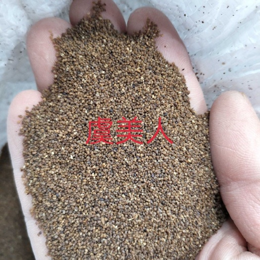 虞美人种子虞美人花种子春秋季播种庭院室外耐寒花种籽孑