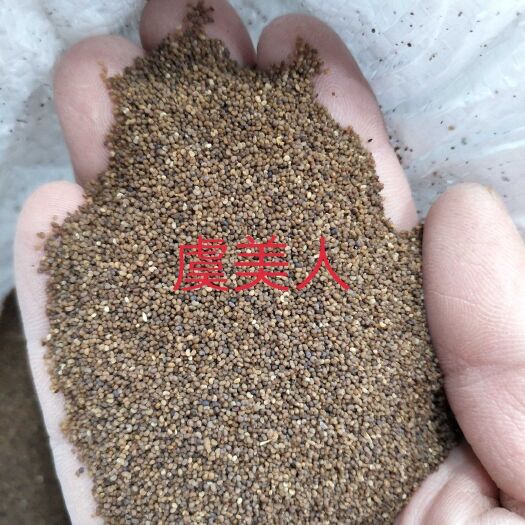 郑州虞美人种子虞美人花种子春秋季播种庭院室外耐寒花种籽孑