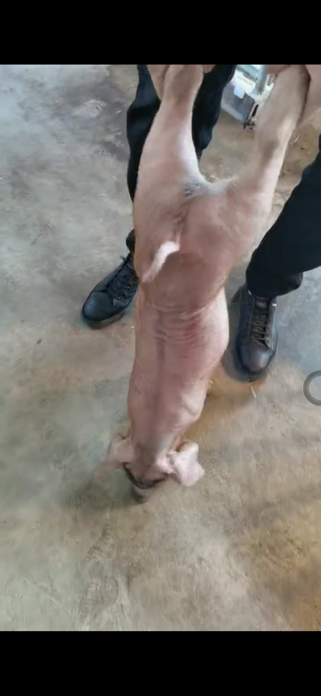 临朐县杜洛克仔猪 精品杜洛克种公猪，猪苗！新美系精品杜洛克！