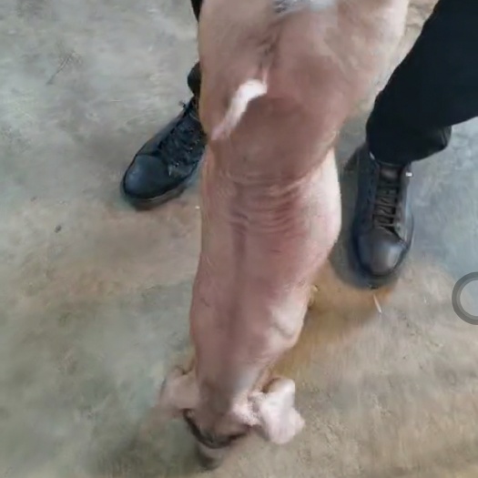 杜洛克仔猪 精品杜洛克种公猪，猪苗！新美系精品杜洛克！