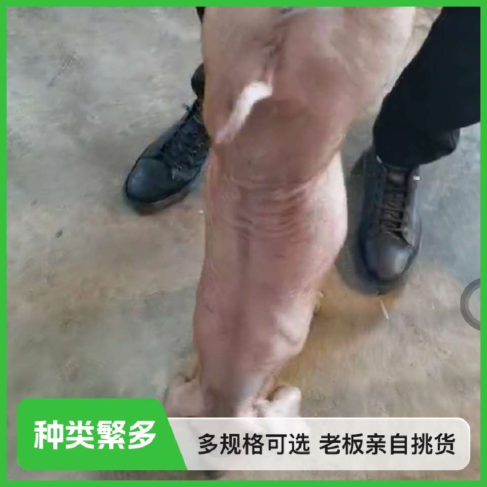 杜洛克仔猪 精品杜洛克种公猪,猪苗!新美系精品杜洛克!