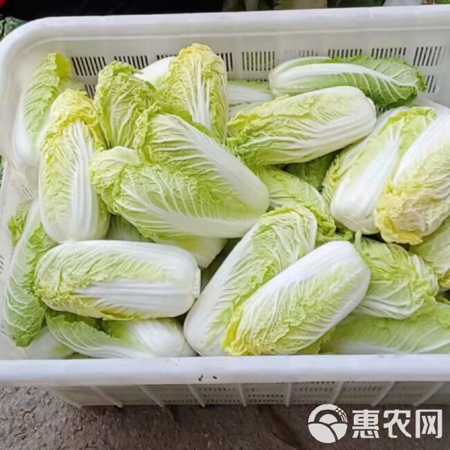 黄心娃娃菜 娃娃菜有净菜和精品娃娃菜，可根椐客戶要求包裝加I