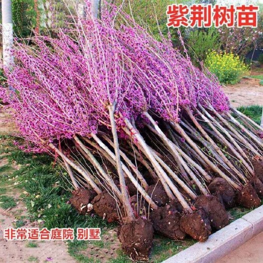 沭阳县 紫荆花苗 单杆紫荆 丛生紫荆好养活