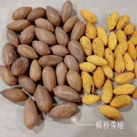 诸暨市香榧 3-6个月 