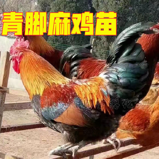 广州红瑶鸡苗黑瑶鸡苗小种青脚麻鸡青脚土鸡苗广西土鸡红公鸡小鸡活