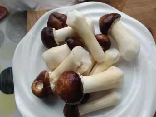 商河县 赤松茸