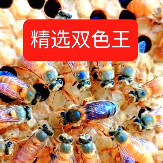 容县中华蜜蜂  中蜂 双色蜂王,产蛋多,工蜂勤快,仔脾密实,抗病
