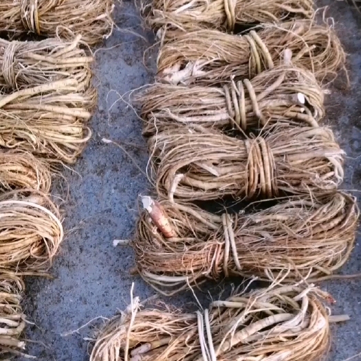 博罗县细根无硫小扎把五指毛桃