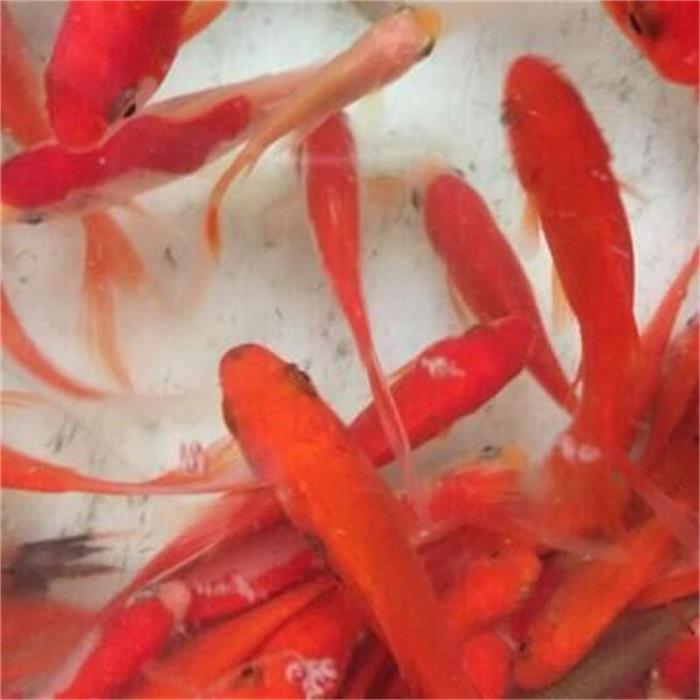 武漢紅錦鯉魚