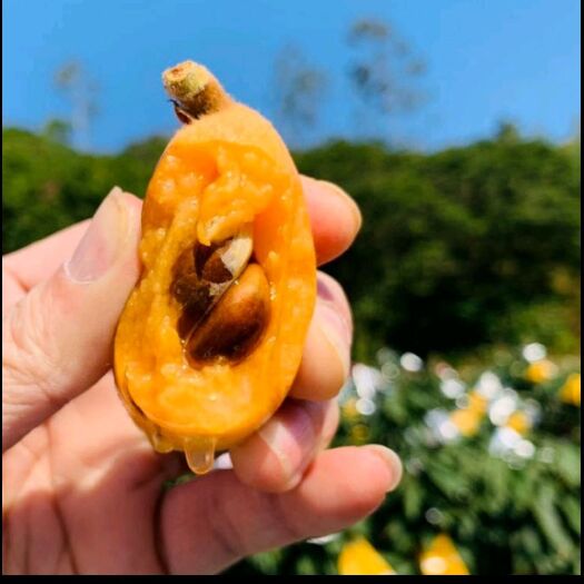 云霄县云霄枇杷，预售，可大量出