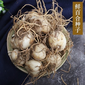 甘肃兰州新鲜食用甜百合种子百合种球花带根种苗农家百合球种籽