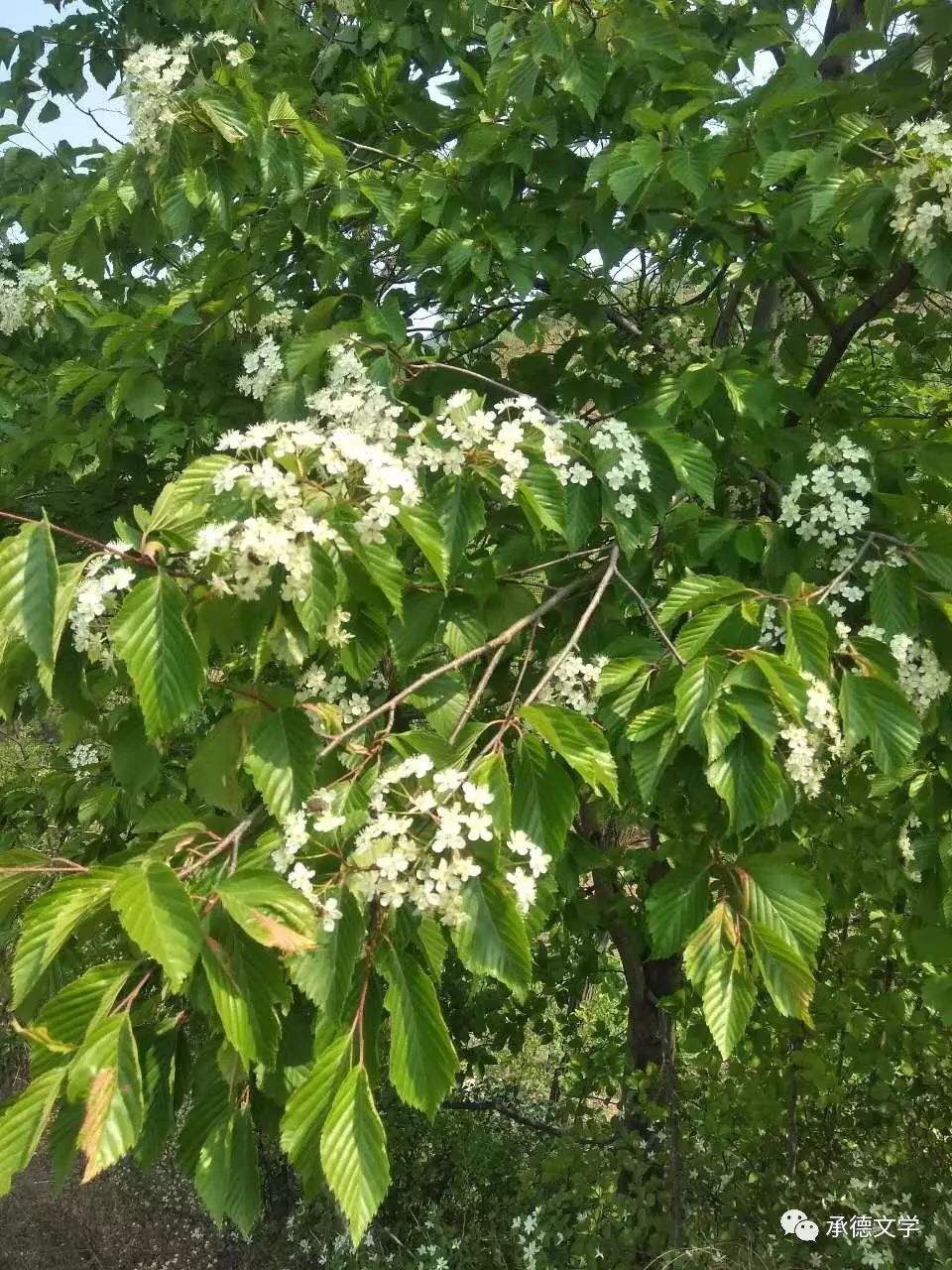 蒙古栎 辽宁开原花楸价格&东北丛生百花花楸供应&水榆花楸