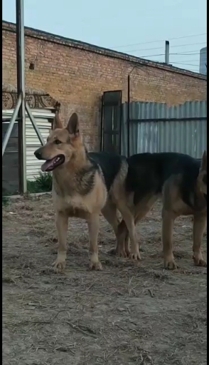 狼狗 黑背昆明犬，聪明忠诚听话常用看家狩猎搜救特别护卫与警犬