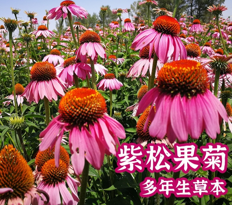 郑州紫松果菊种子多年生景观工程绿化草花紫锥花宿根花卉种子易活花海
