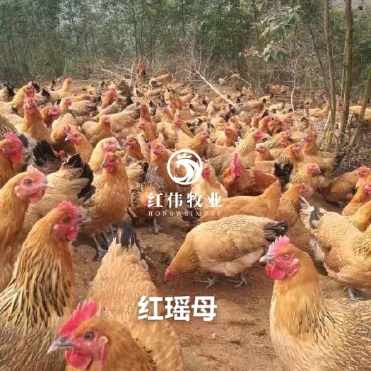 广州鸡苗 出壳鸡苗 1日龄 公母混合 肉蛋兼用 