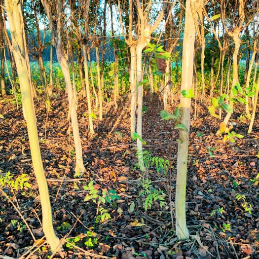 汝南县红火箭紫薇 宅院公园河道绿化
